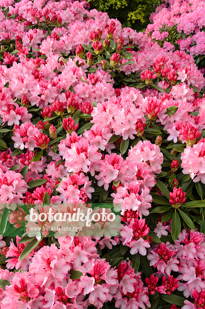 520404 - Yakushima rhododendron (Rhododendron degronianum subsp. yakushimanum 'Pink Cherub')