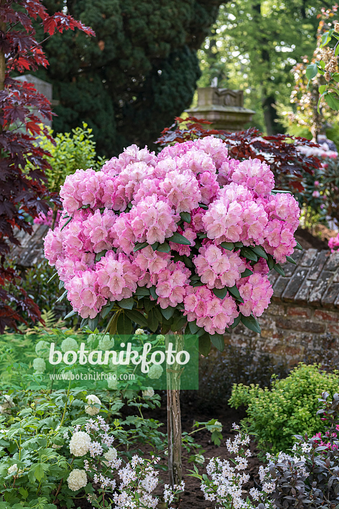 638268 - Yakushima rhododendron (Rhododendron degronianum subsp. yakushimanum 'Polaris')