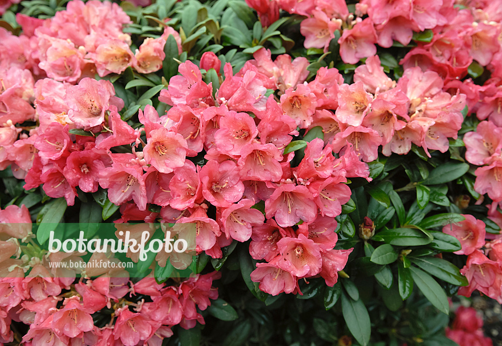 454073 - Yakushima rhododendron (Rhododendron degronianum subsp. yakushimanum 'Rumpelstielzchen')