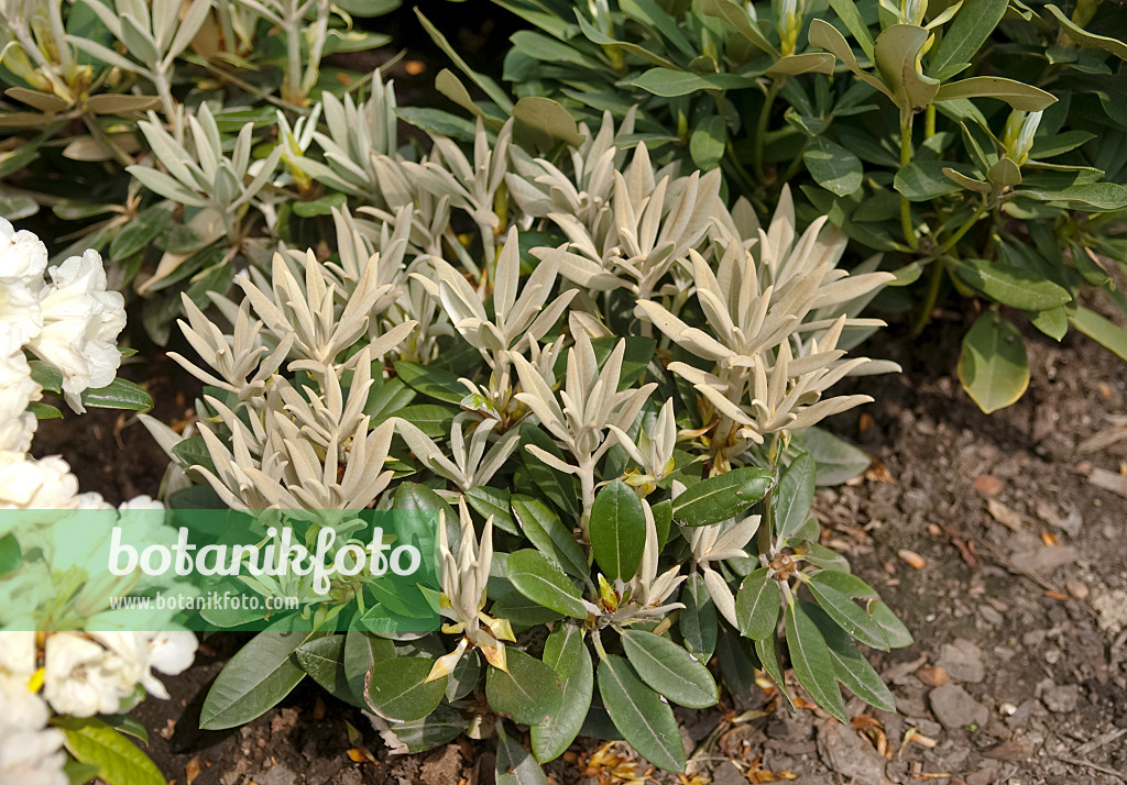 490137 - Yakushima rhododendron (Rhododendron degronianum subsp. yakushimanum 'Silbervelours')