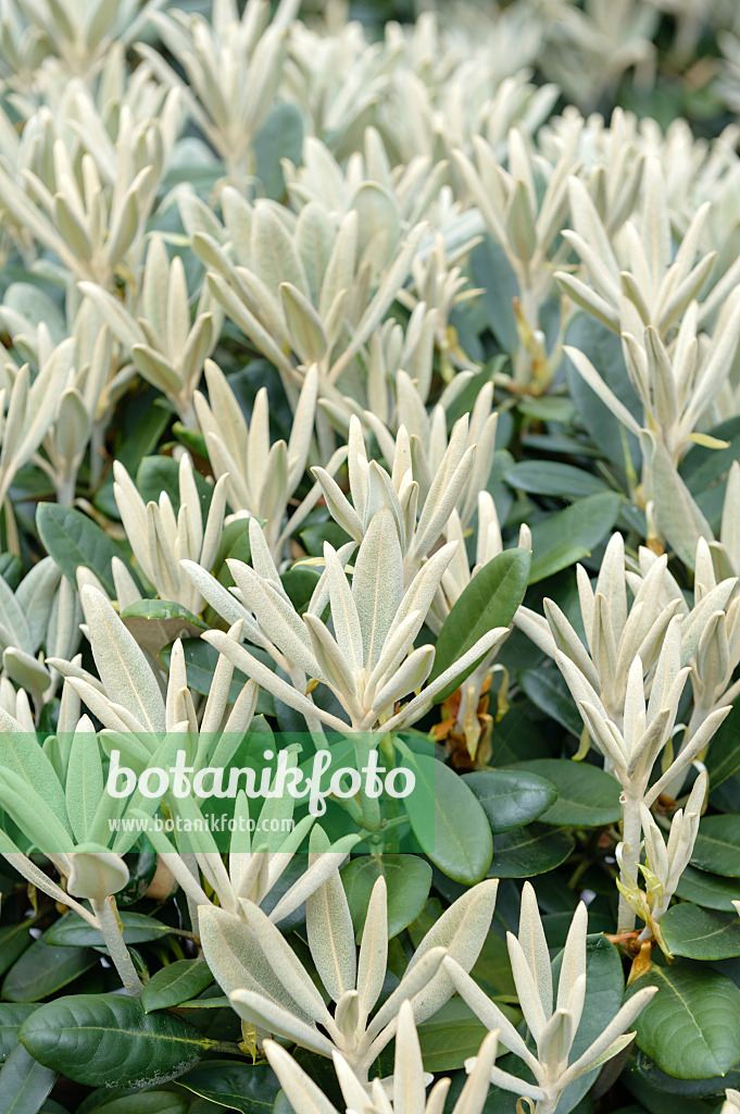 593183 - Yakushima rhododendron (Rhododendron degronianum subsp. yakushimanum 'Silbervelours')