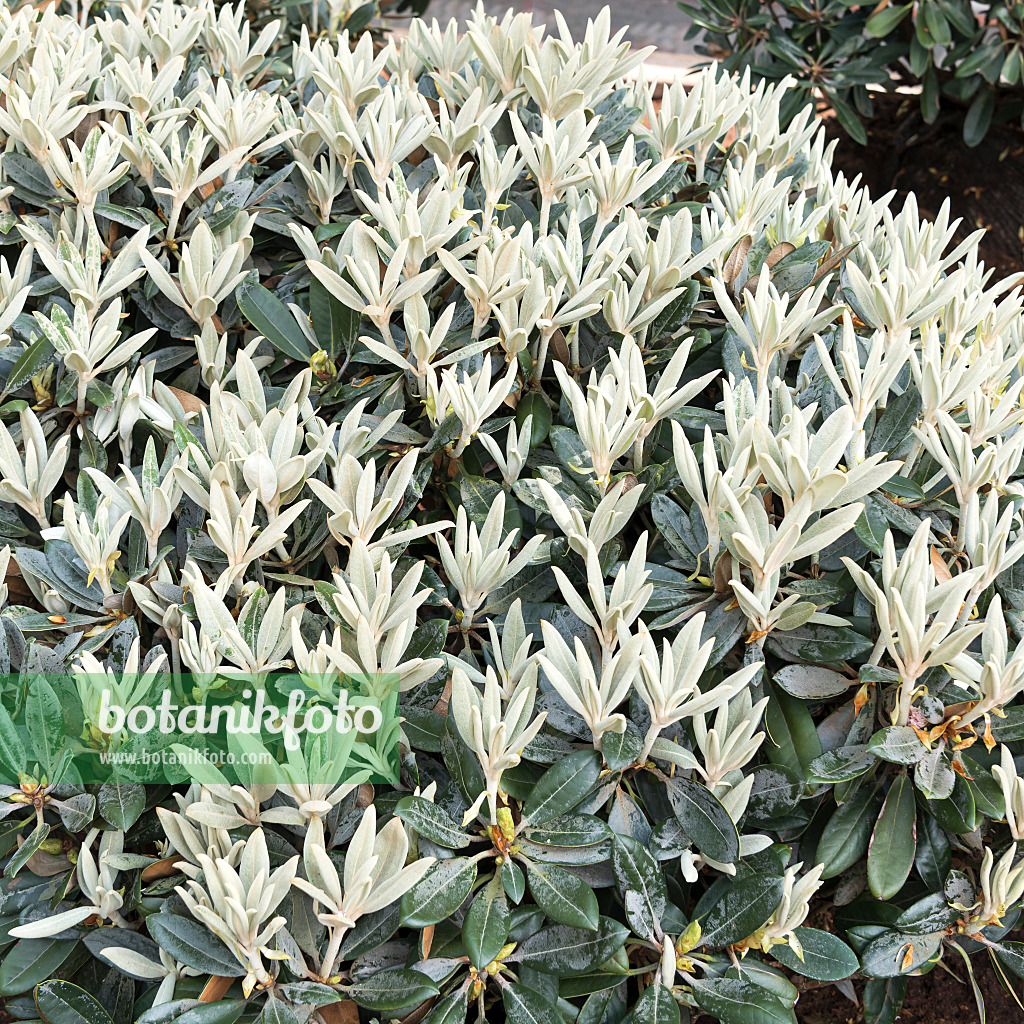 638285 - Yakushima rhododendron (Rhododendron degronianum subsp. yakushimanum 'Silbervelours')