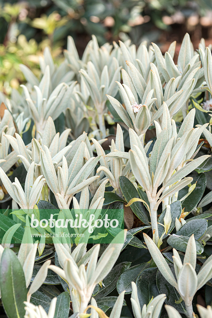 638286 - Yakushima rhododendron (Rhododendron degronianum subsp. yakushimanum 'Silbervelours')