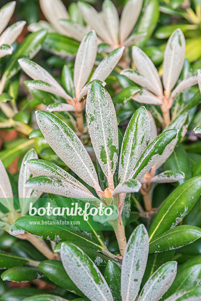 638287 - Yakushima rhododendron (Rhododendron degronianum subsp. yakushimanum 'Silbervelours')