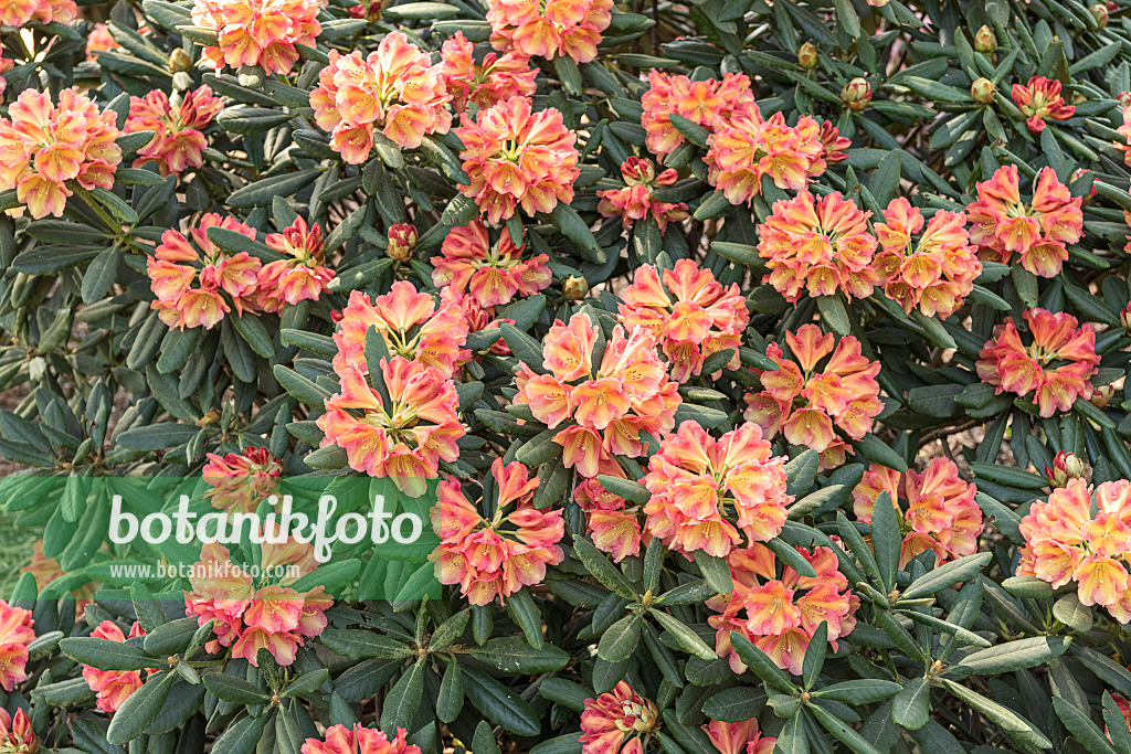 638294 - Yakushima rhododendron (Rhododendron degronianum subsp. yakushimanum 'Valencia')