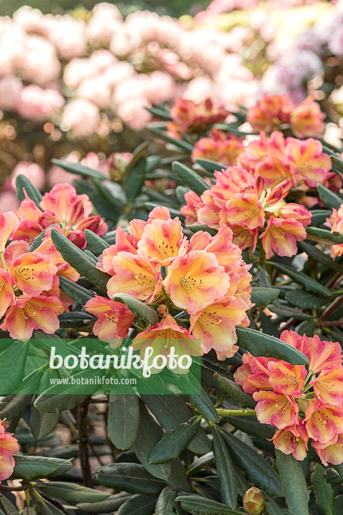 638295 - Yakushima rhododendron (Rhododendron degronianum subsp. yakushimanum 'Valencia')