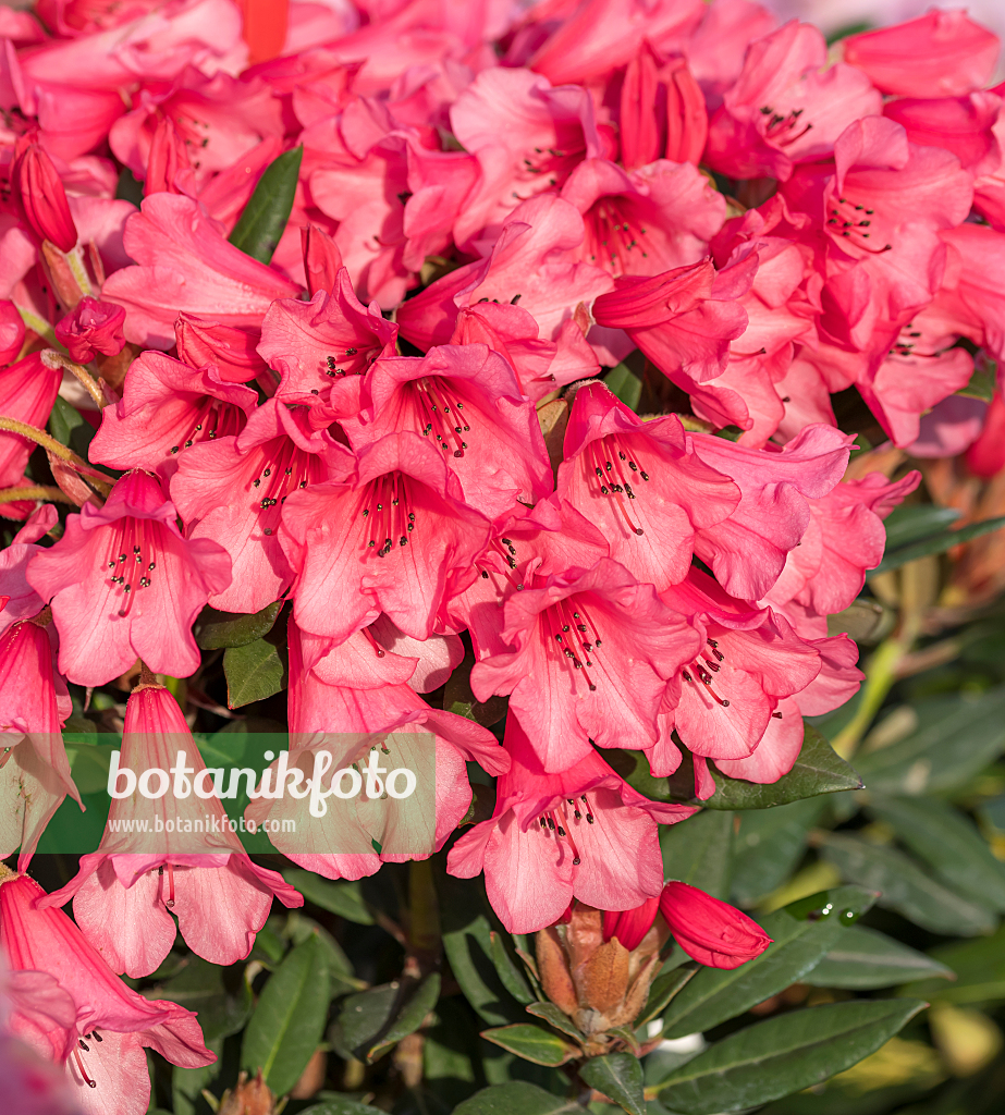 664376 - Yakushima rhododendron (Rhododendron degronianum subsp. yakushimanum 'Winsome')