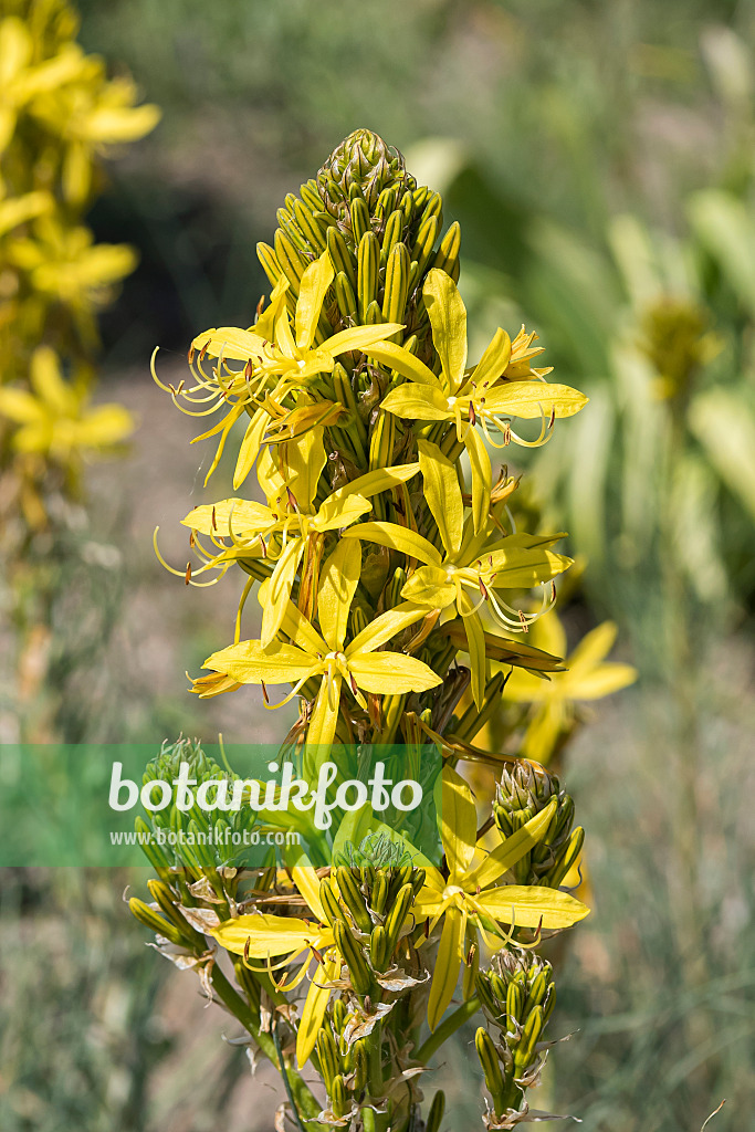 651085 - Yellow asphodel (Asphodeline lutea)