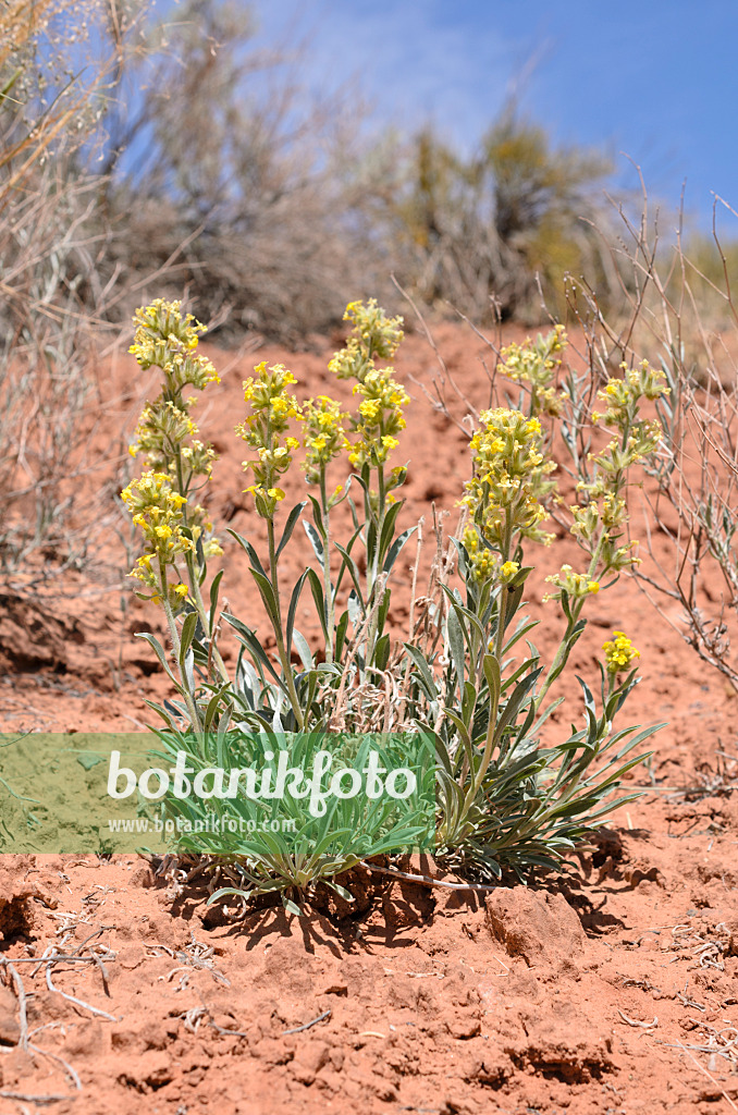 508268 - Yellow cryptantha (Oreocarya flava)