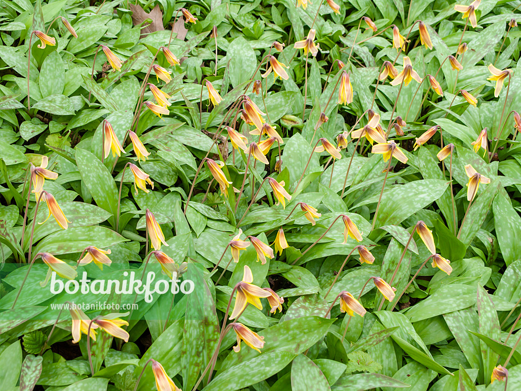436267 - Yellow dog's tooth violet (Erythronium americanum)