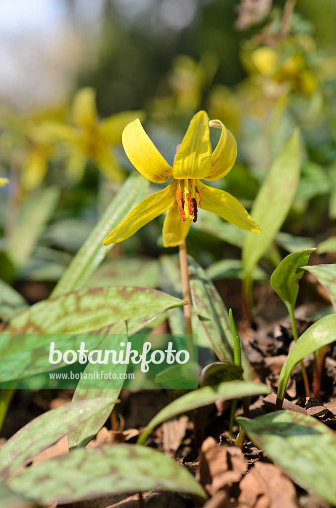 507052 - Yellow dog's tooth violet (Erythronium americanum)