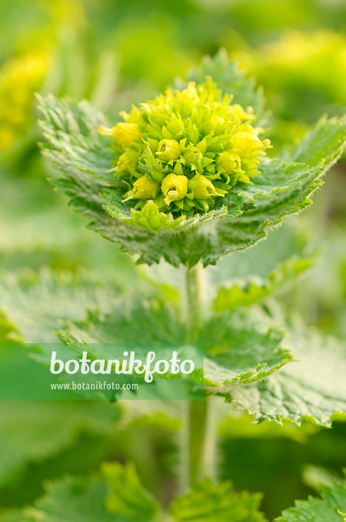 471062 - Yellow figwort (Scrophularia vernalis)