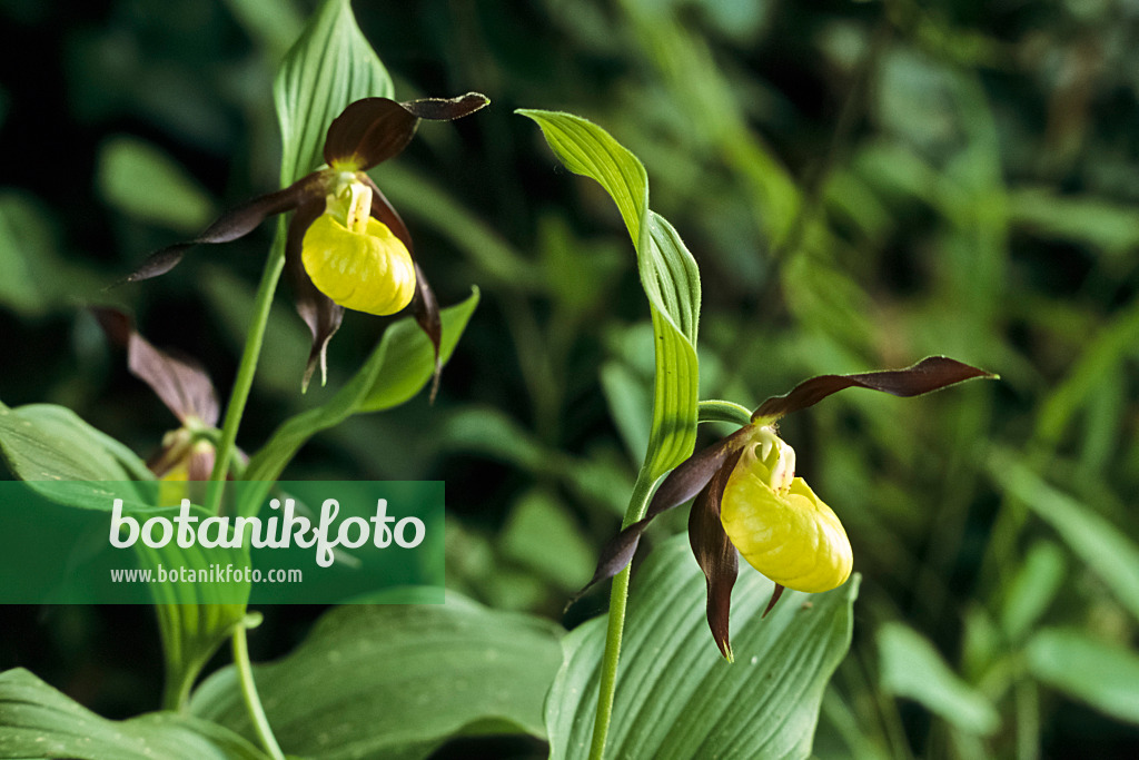 390065 - Yellow lady's slipper orchid (Cypripedium calceolus)