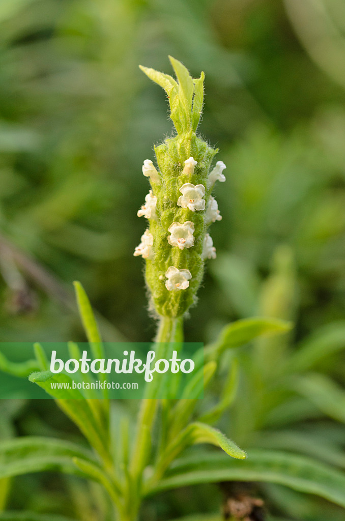506013 - Yellow lavender (Lavandula viridis)