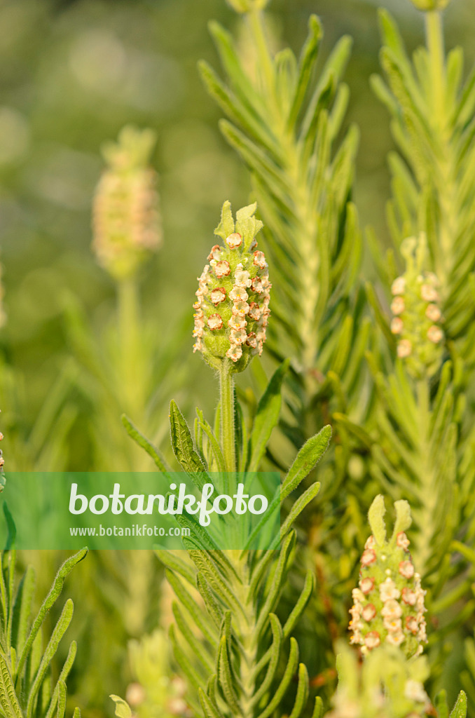 519002 - Yellow lavender (Lavandula viridis)