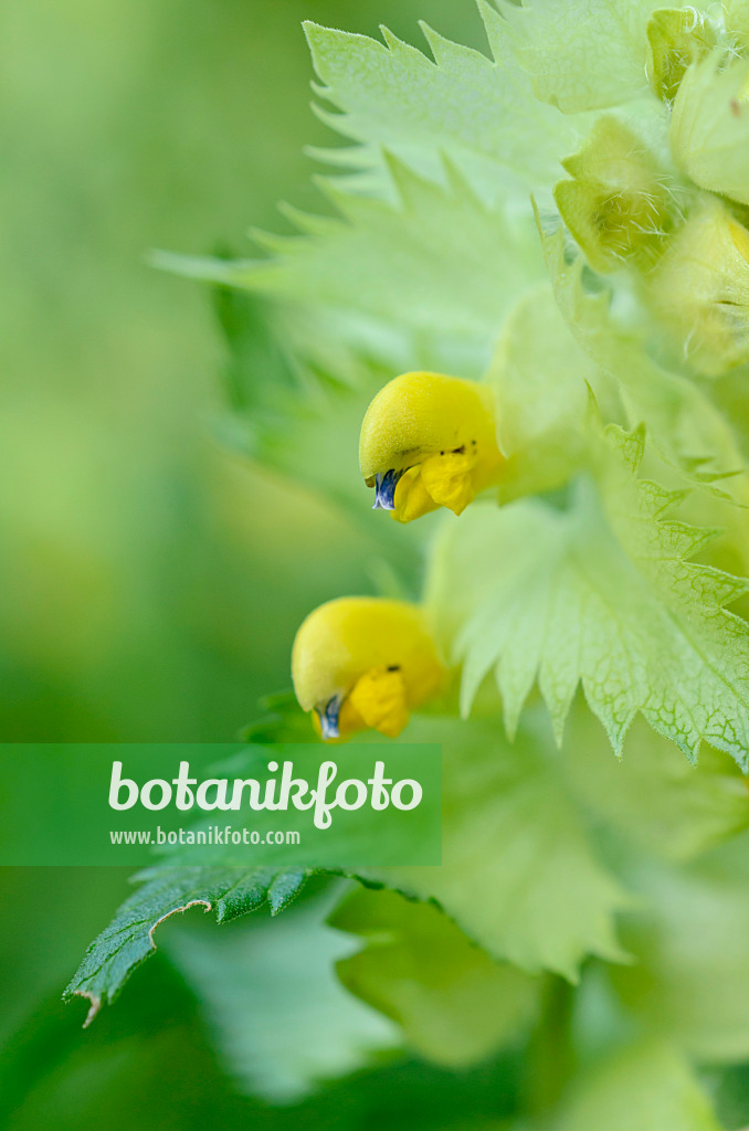 509006 - Yellow rattle (Rhinanthus alectorolophus)