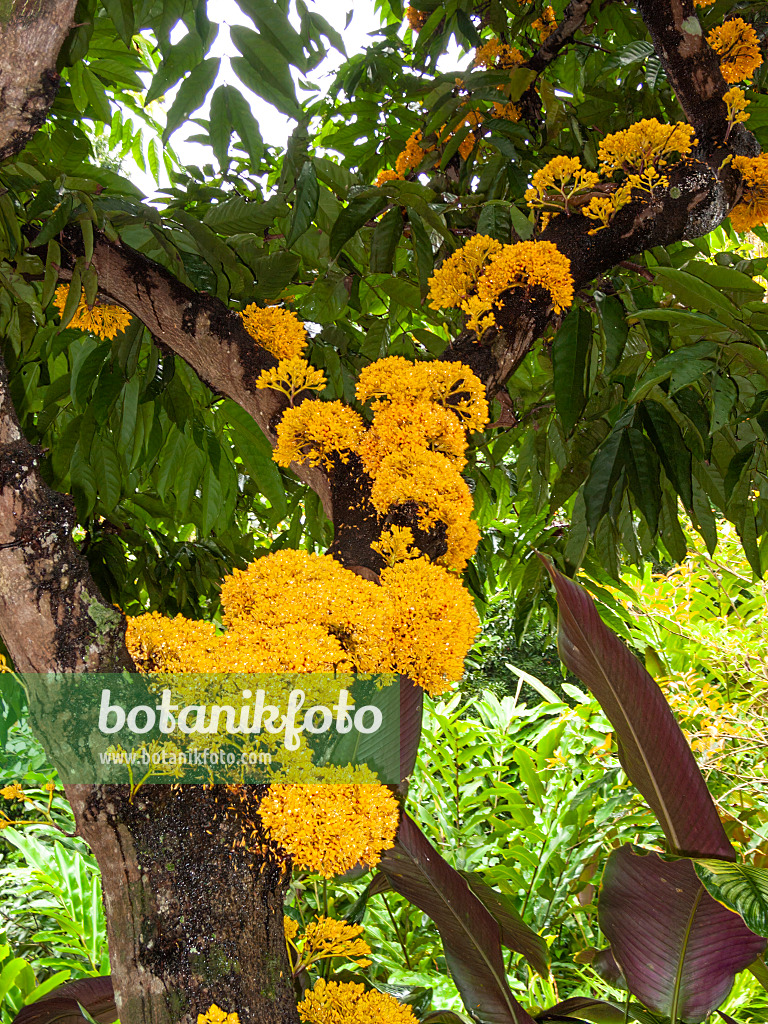 411010 - Yellow saraca (Saraca cauliflora)