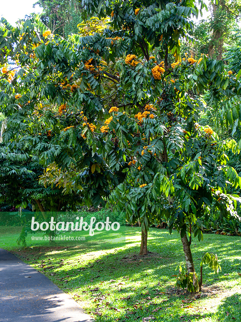 434143 - Yellow saraca (Saraca cauliflora)