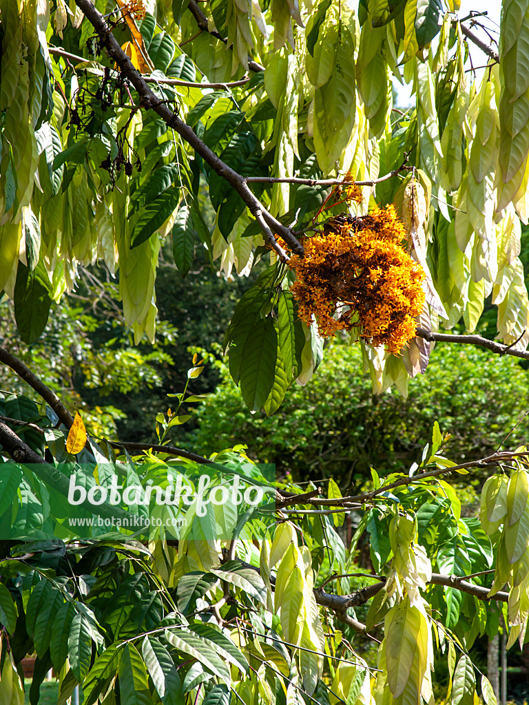 434144 - Yellow saraca (Saraca cauliflora)