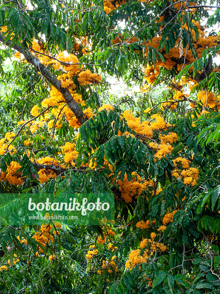 434279 - Yellow saraca (Saraca thaipingensis)