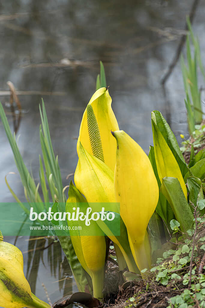 675177 - Yellow skunk cabbage (Lysichiton americanus)