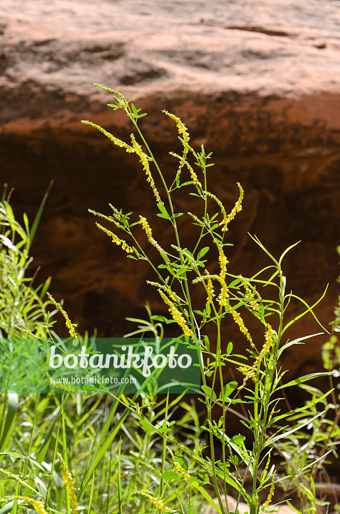 508317 - Yellow sweet clover (Melilotus officinalis)