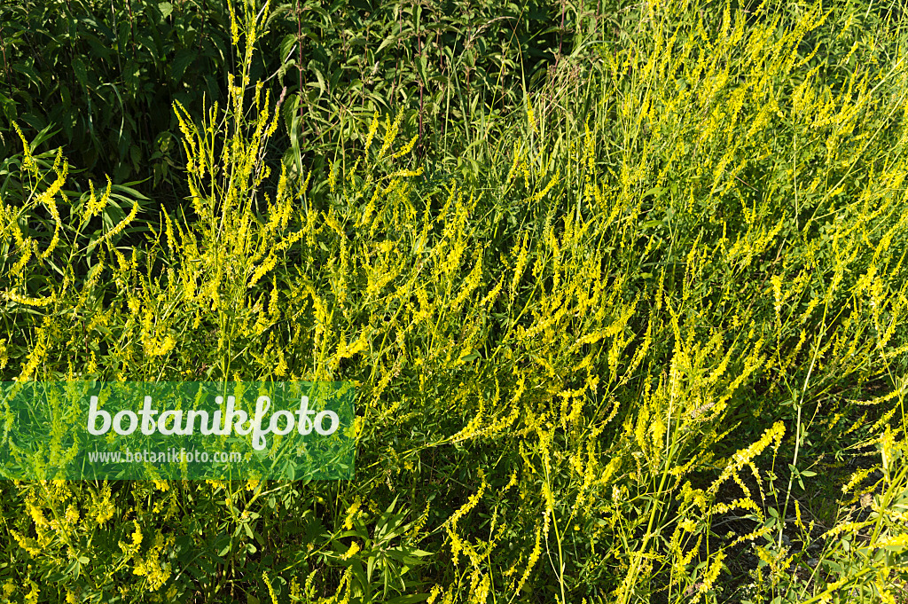 509050 - Yellow sweet clover (Melilotus officinalis)