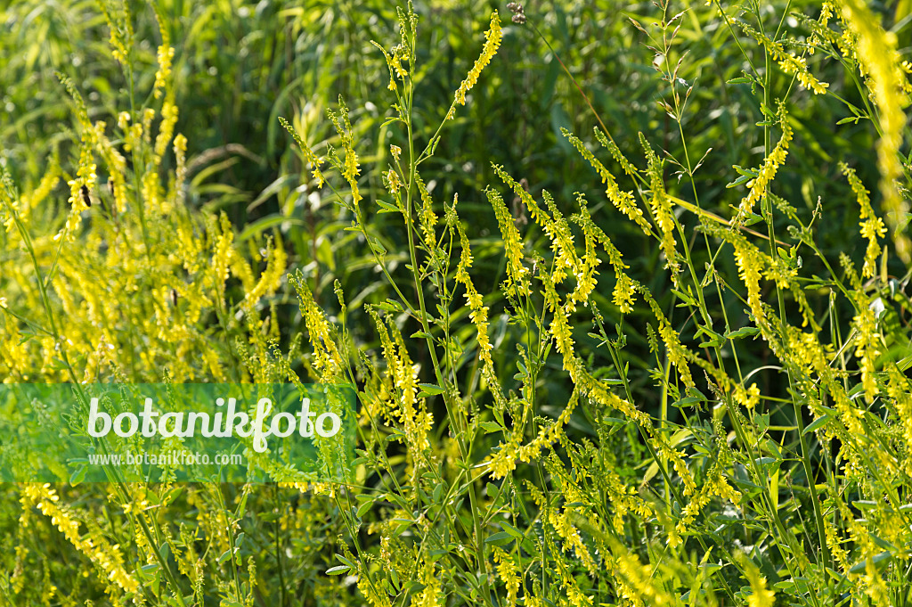 509051 - Yellow sweet clover (Melilotus officinalis)