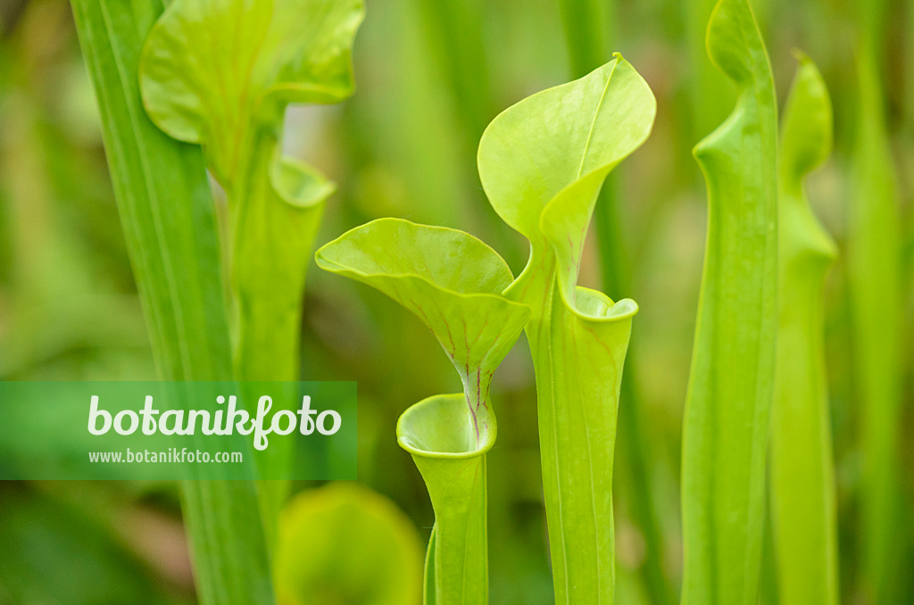 534009 - Yellow trumpet pitcher (Sarracenia flava)