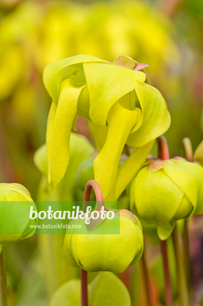 555070 - Yellow trumpet pitcher (Sarracenia flava)