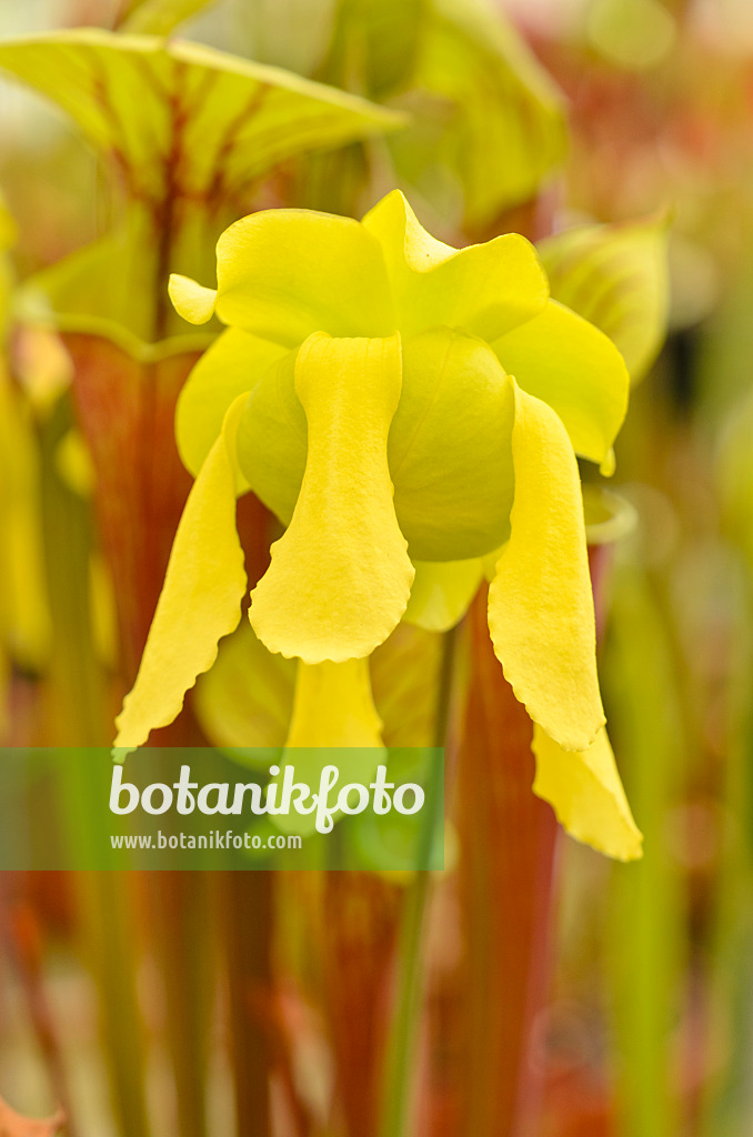 555085 - Yellow trumpet pitcher (Sarracenia flava)
