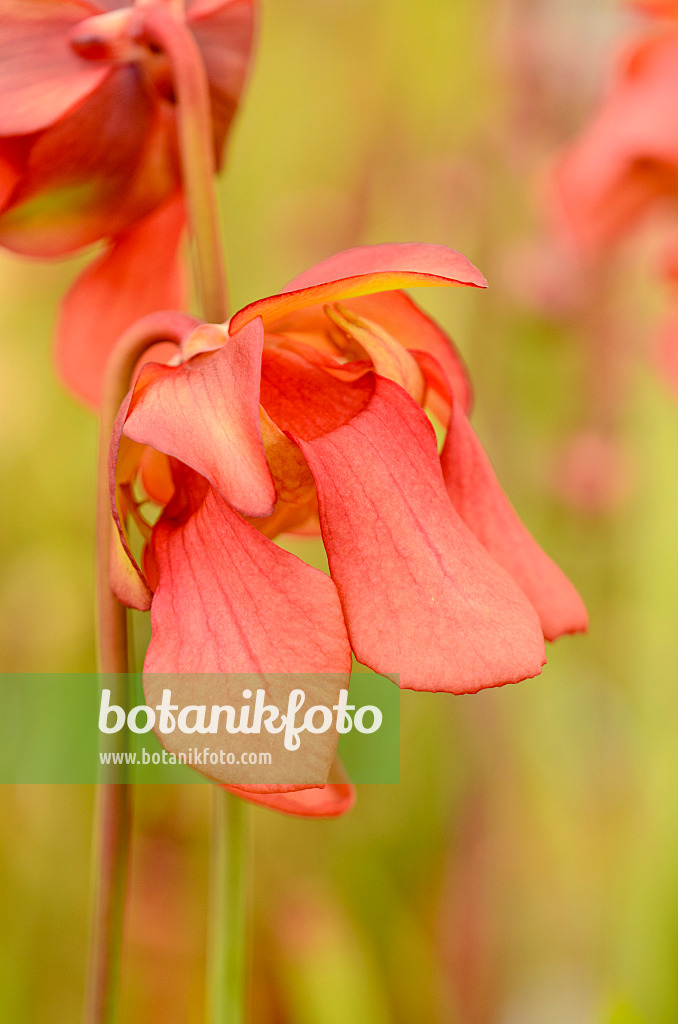 555075 - Yellow trumpet pitcher (Sarracenia flava var. maxima x leucophylla)