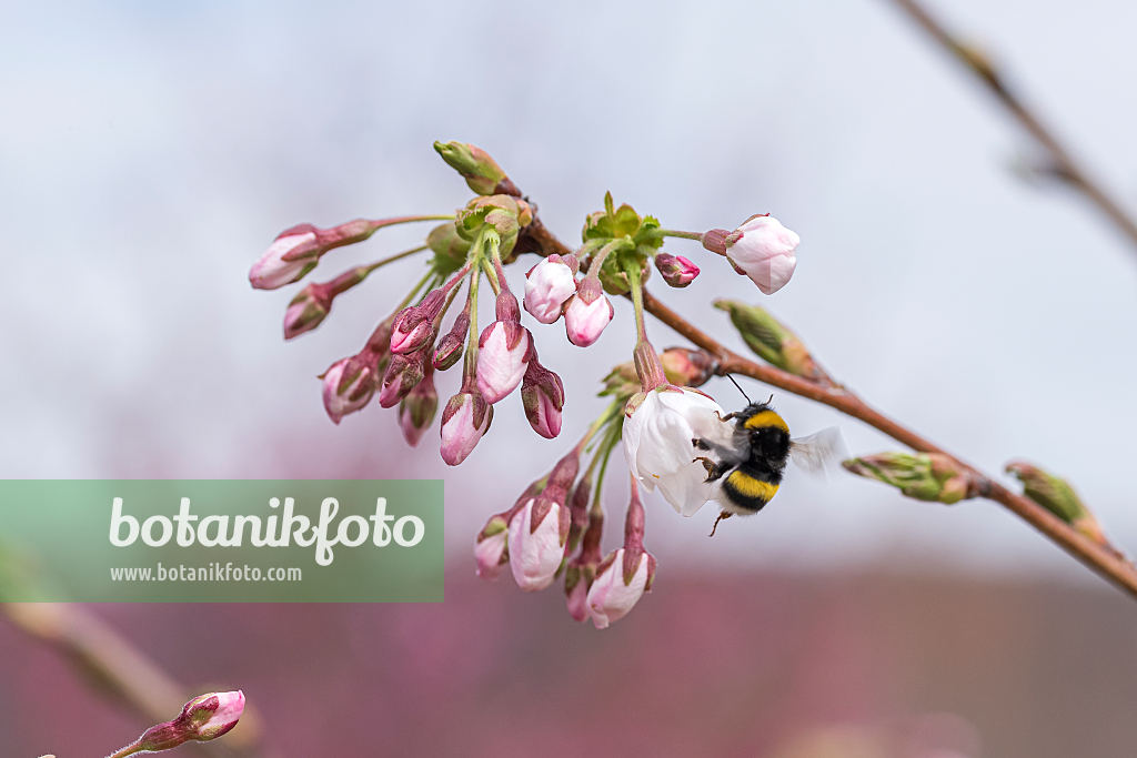 664343 - Yoshino-Kirsche (Prunus x yedoensis)