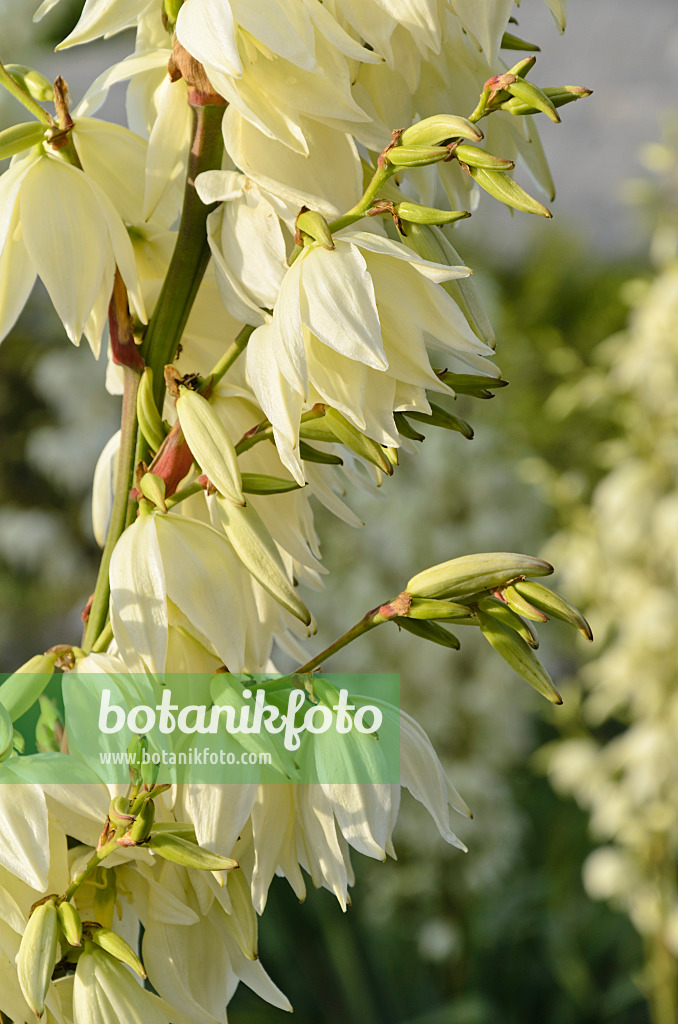497337 - Yucca filamenteux (Yucca filamentosa)