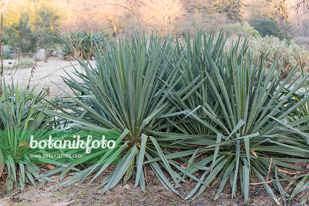 664482 - Yucca (Yucca recurvifolia)