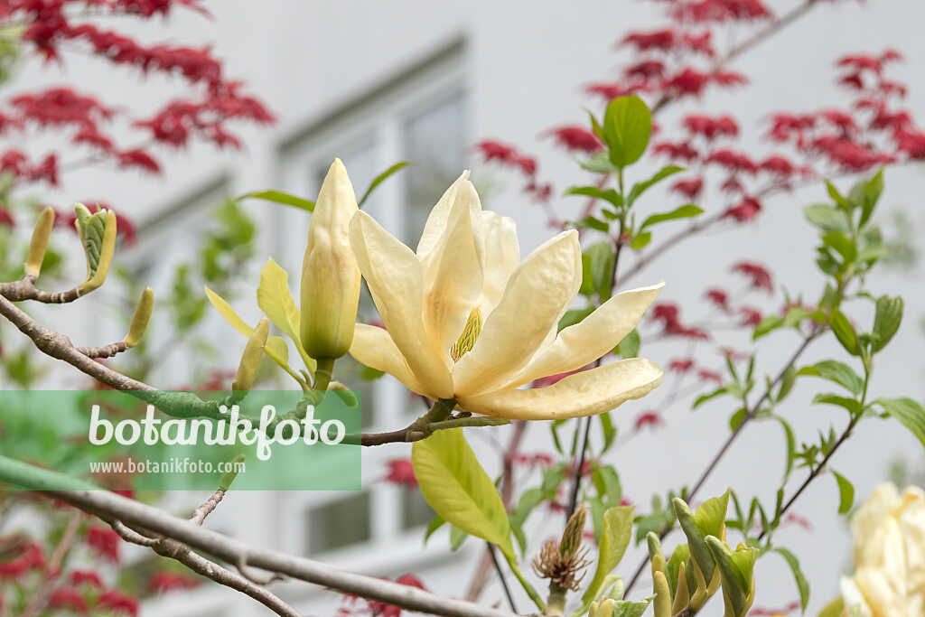 675194 - Yulan magnolia (Magnolia denudata 'Yellow River')