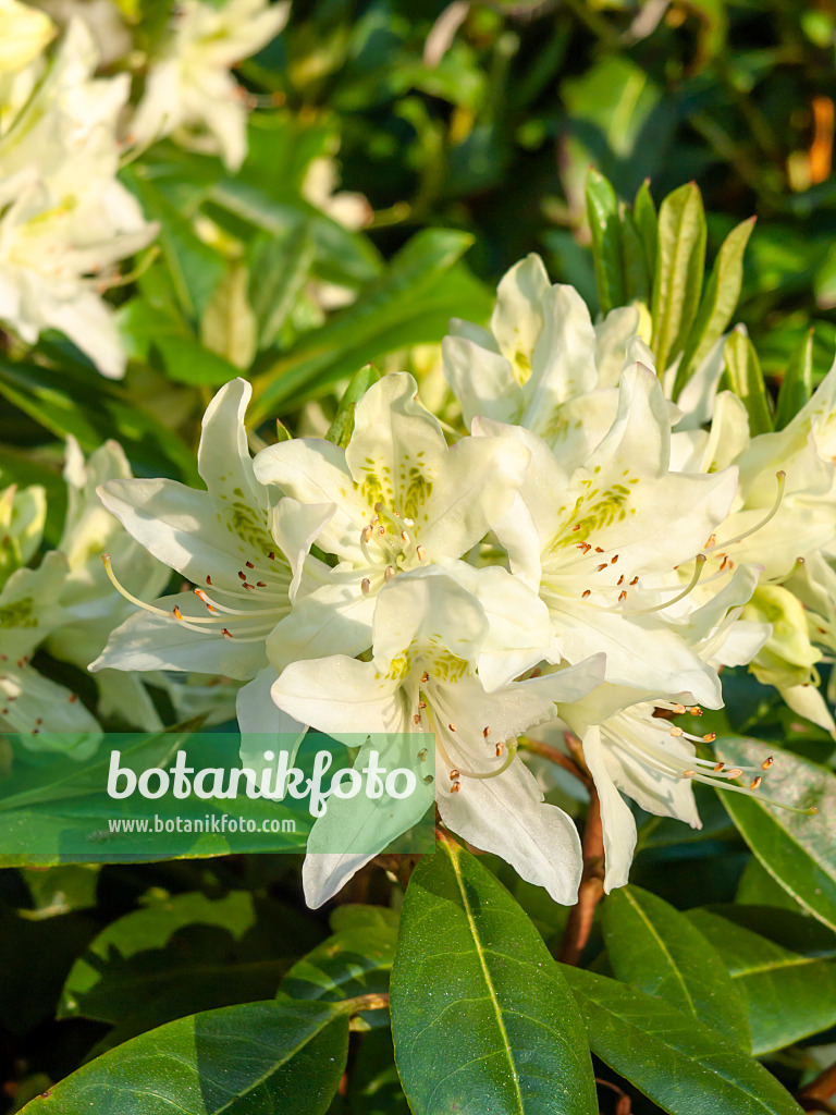 460067 - Yunnan-Rhododendron (Rhododendron yunnanense)
