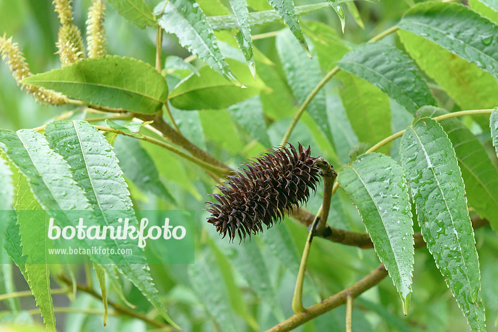 575199 - Zapfennuss (Platycarya strobilacea)
