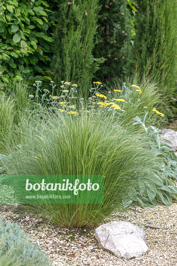 664452 - Zartes Federgras (Stipa tenuissima 'Ponytails')