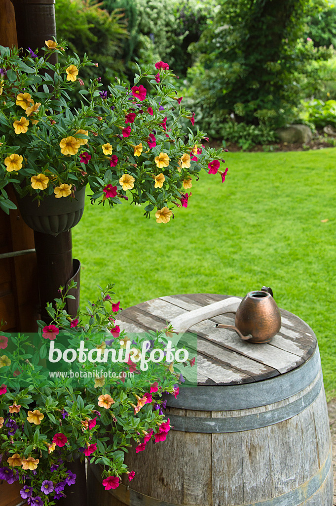 510048 - Zauberglöckchen (Calibrachoa) neben einer Regentonne mit Gießkanne