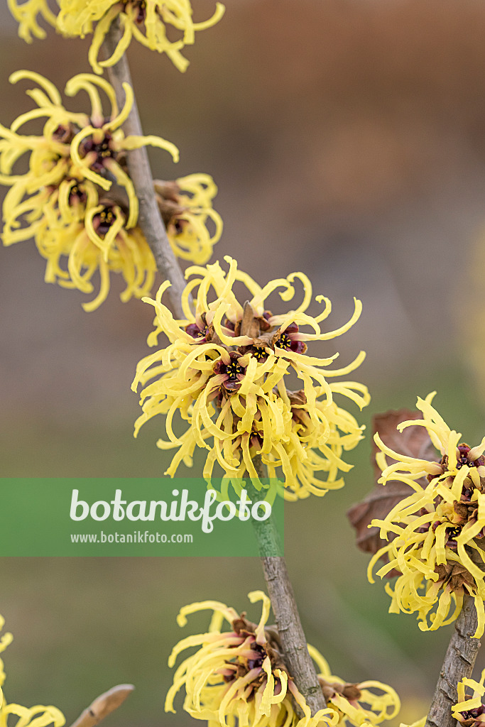 616230 - Zaubernuss (Hamamelis x intermedia 'Primavera')