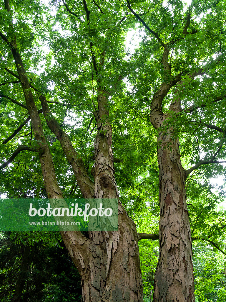 427065 - Zelkova du Japon (Zelkova serrata)