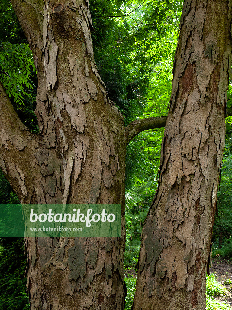 427066 - Zelkova du Japon (Zelkova serrata)
