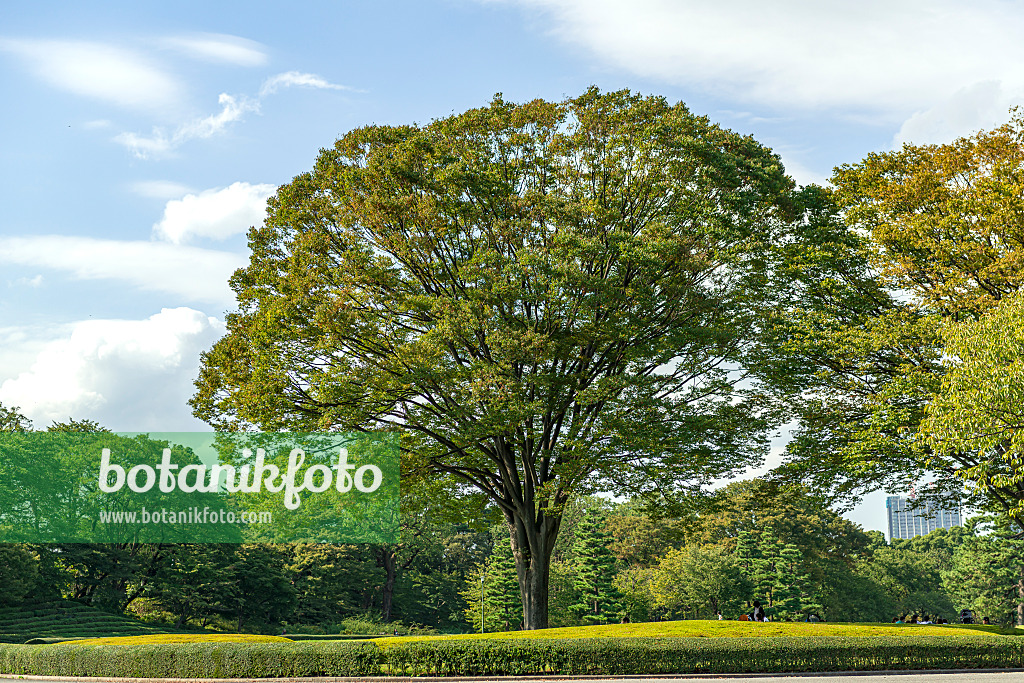 625389 - Zelkova du Japon (Zelkova serrata)