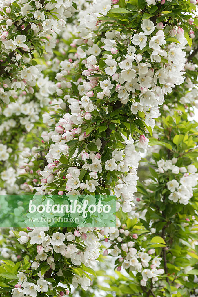 675196 - Zierapfel (Malus Adirondack)