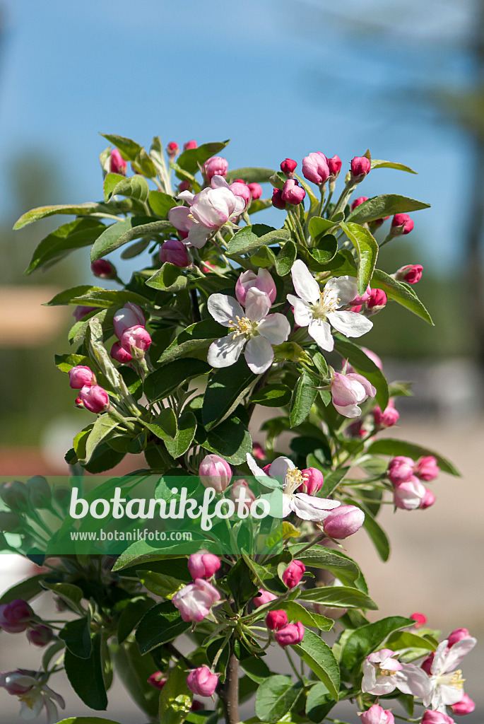 651379 - Zierapfel (Malus Golden Hornet)