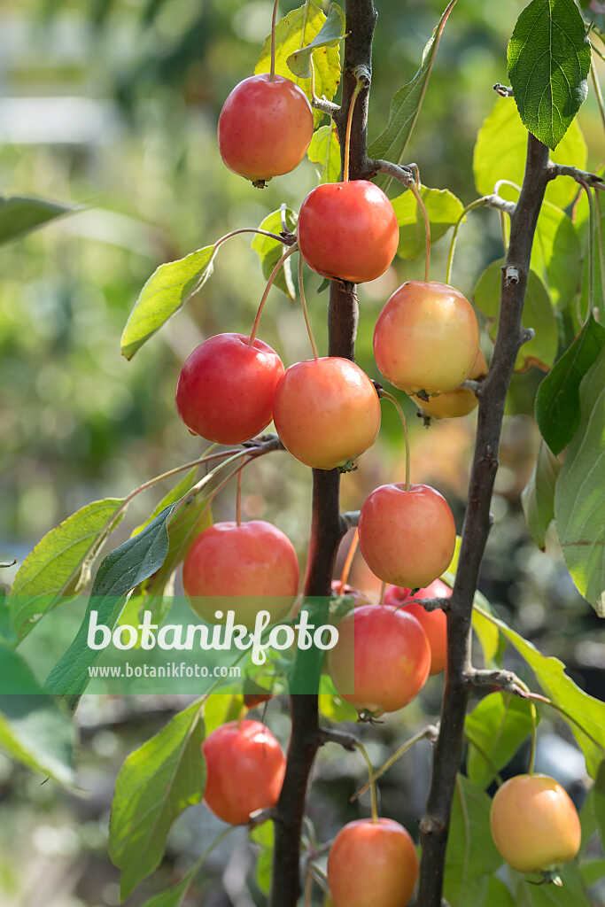 675198 - Zierapfel (Malus John Downie)