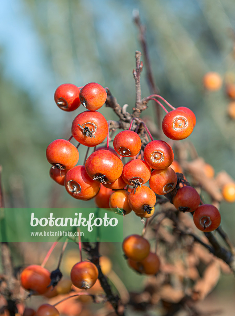 651380 - Zierapfel (Malus Pom Zai)