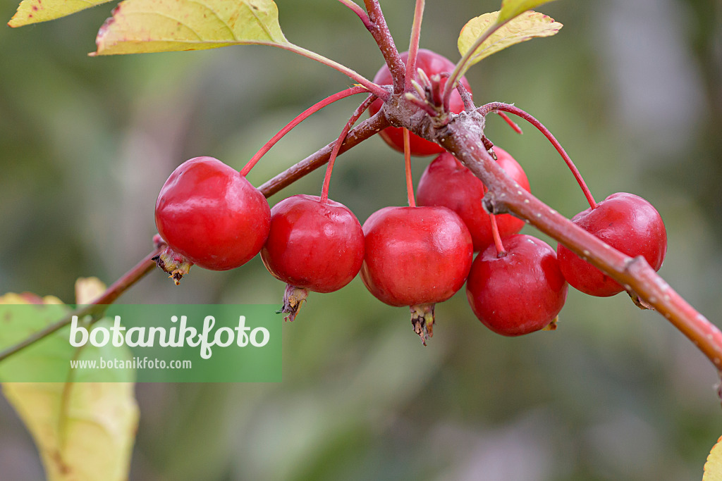 607148 - Zierapfel (Malus Roter Pillnitzer)