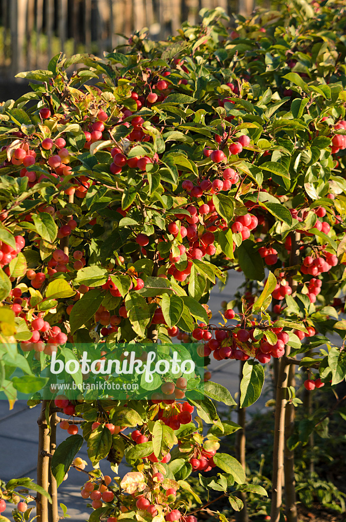 549026 - Zierapfel (Malus x robusta 'Red Sentinel')